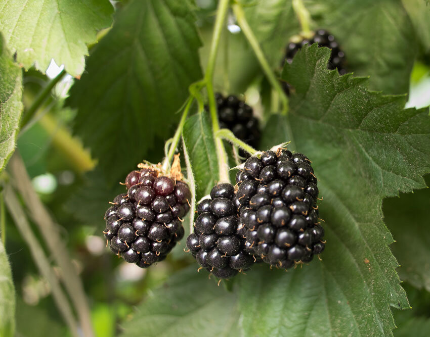 Brombeeren Hof Grothues Potthoff