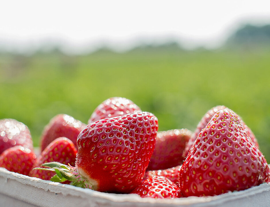 Erdbeeren Hof Grothues Potthoff