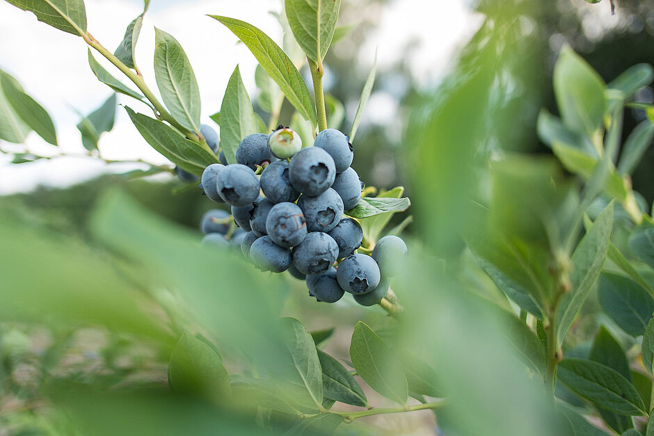 Blaubeere Hof Grothues Potthoff Blaubeere Hof Grothues Potthoff