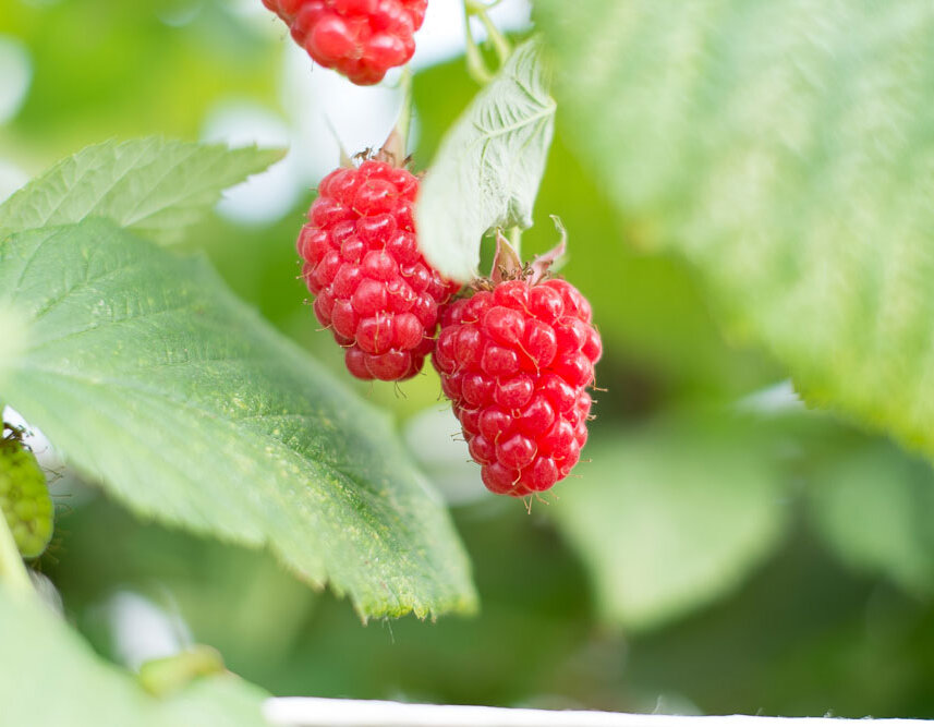 Himbeeren Hof Grothues Potthoff