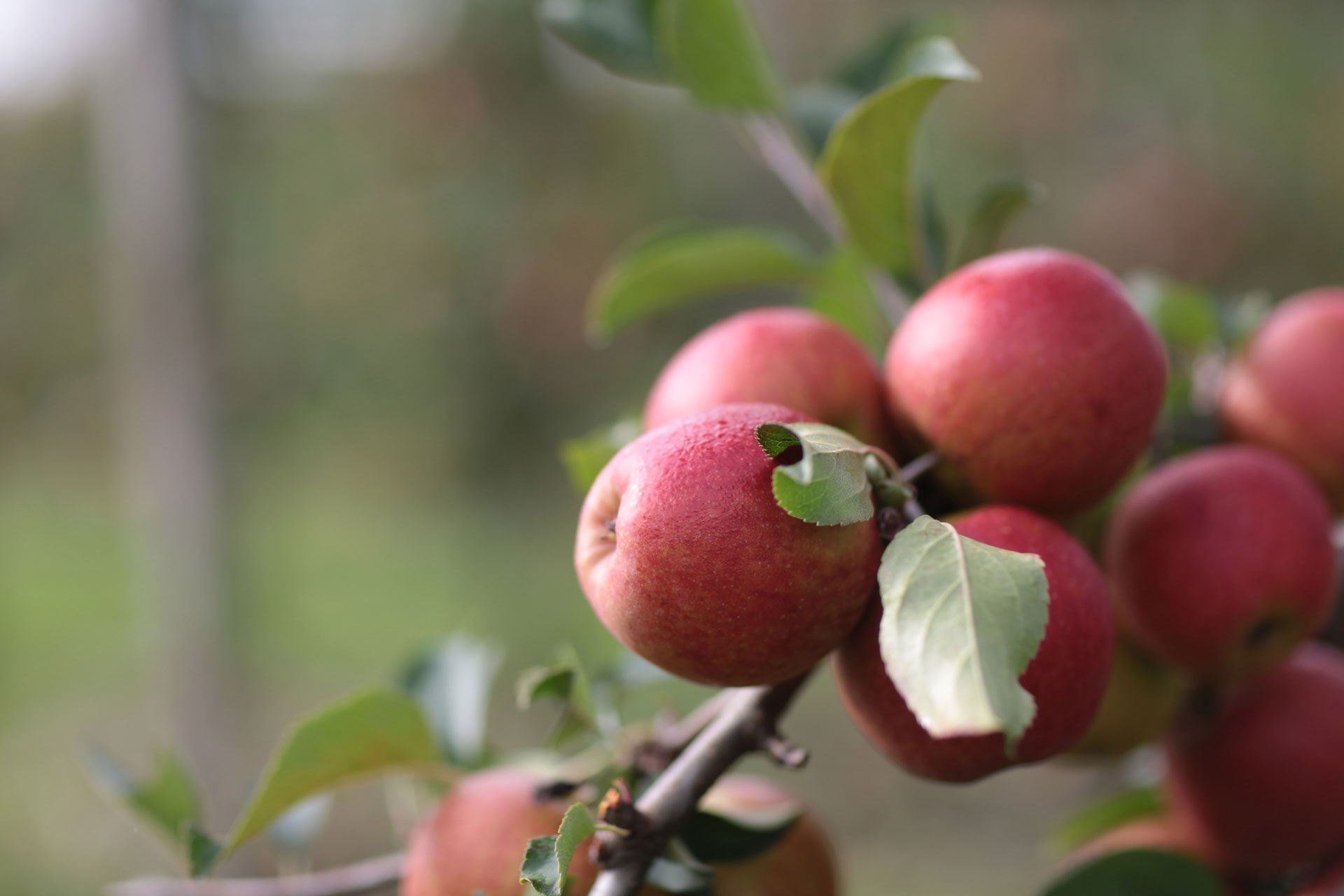 Saisonware Äpfel Herbst